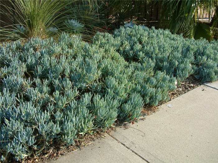 Senecio mandraliscae