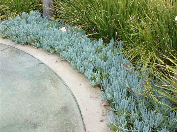 Plant photo of: Senecio mandraliscae