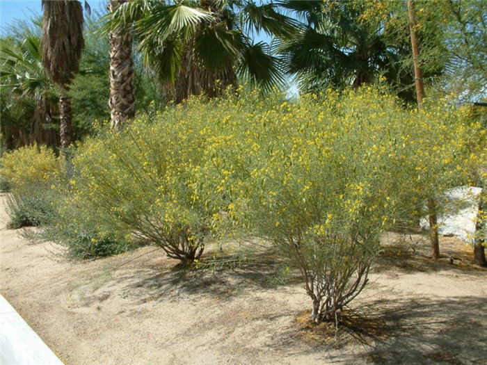 Senna artemisioides