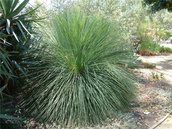 Xanthorrhoea quadrangulata