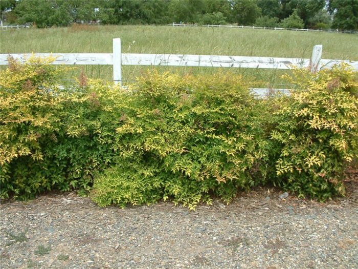 Compact Lacy Nandina