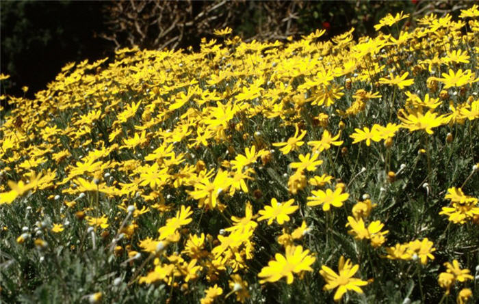 Euryops pectinatus