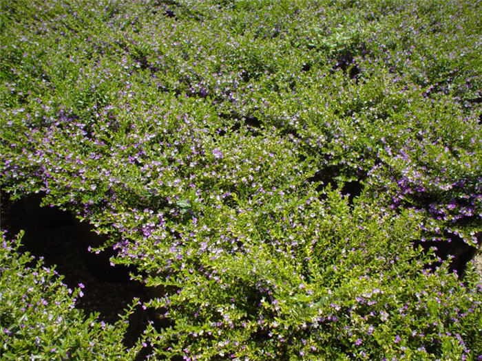 Plant photo of: Cuphea hyssopifolia