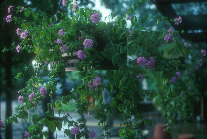 Lantana montevidensis 'Lavender Swirl'