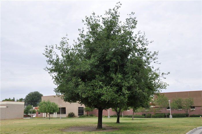 Quercus kelloggii