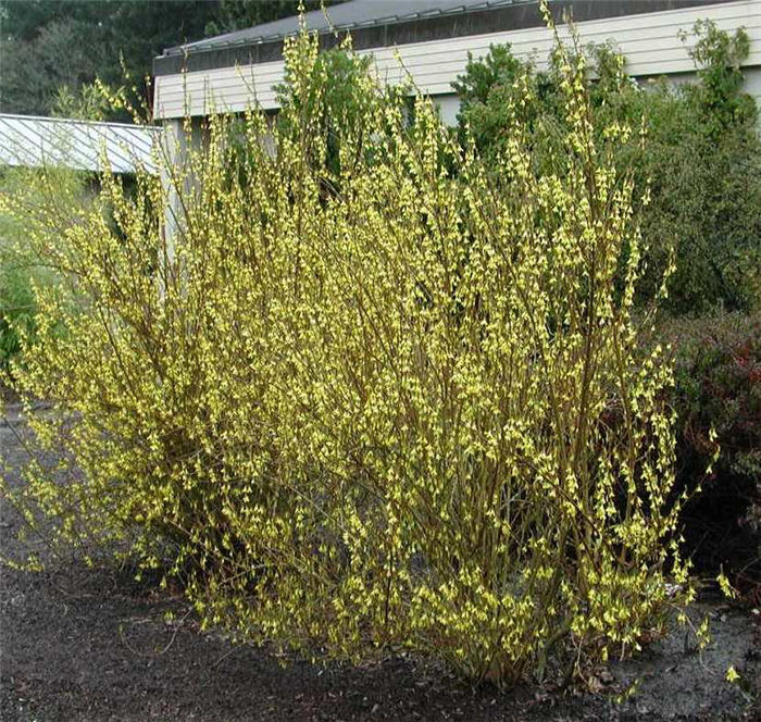 Hybrid Forsythia