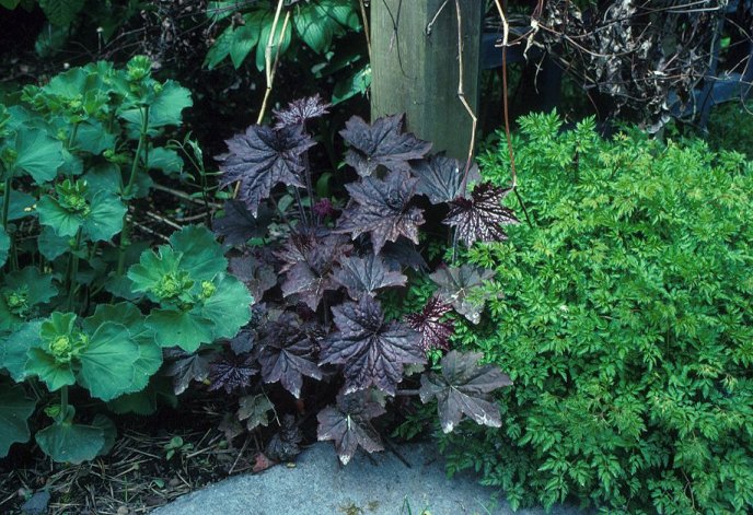 Heuchera micrantha