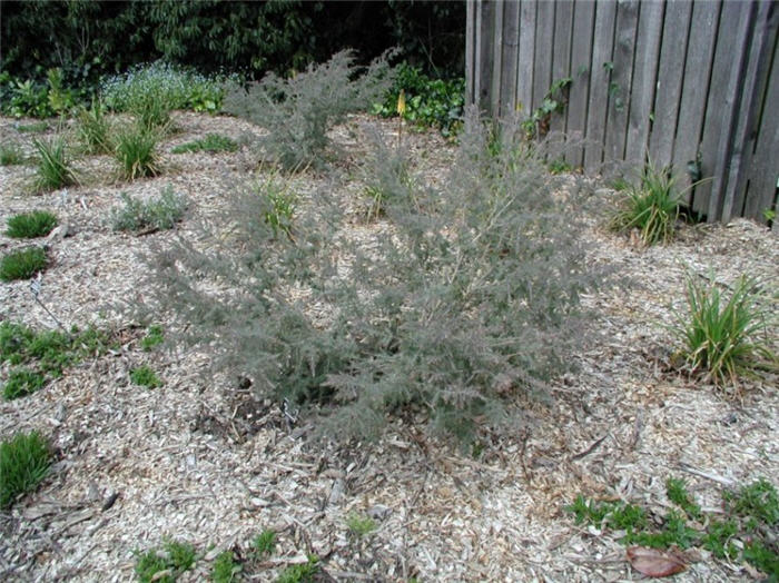 Gray Honey-Myrtle