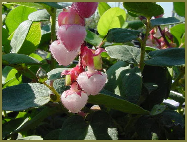 Salal, Lemon Leaf