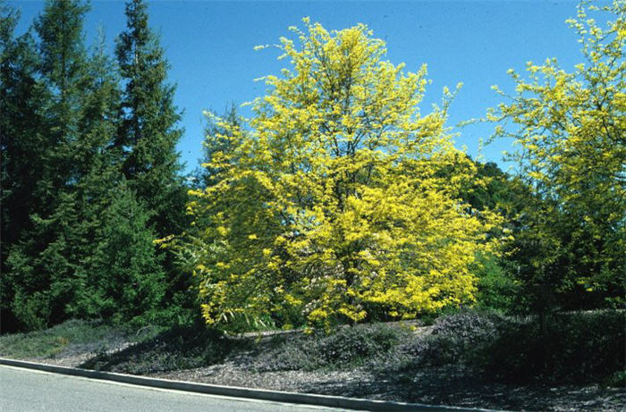 Plant photo of: Gleditsia triacanthos 'Sunburst'