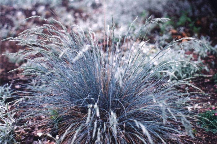 Large Blue Fescue, Tufted Fescue