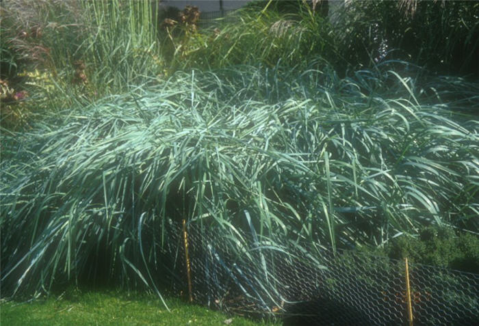 Plant photo of: Leymus arenarius 'Glaucus'