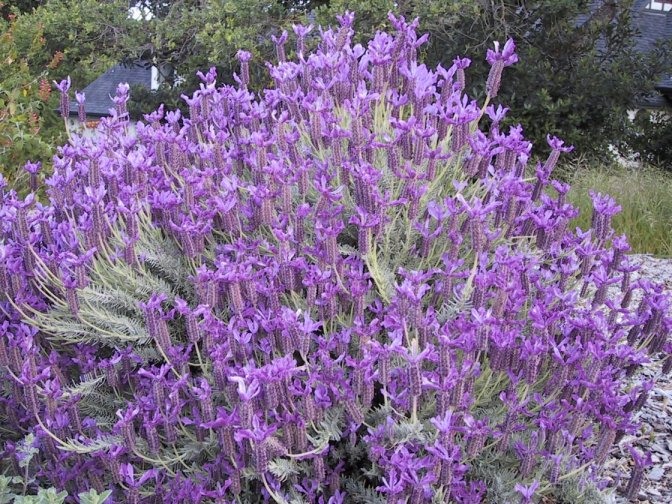 Plant photo of: Lavandula stoechas