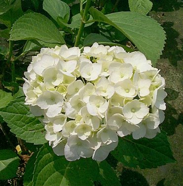 Plant photo of: Hydrangea macrophylla