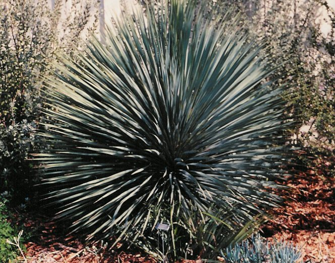 Beaked Yucca