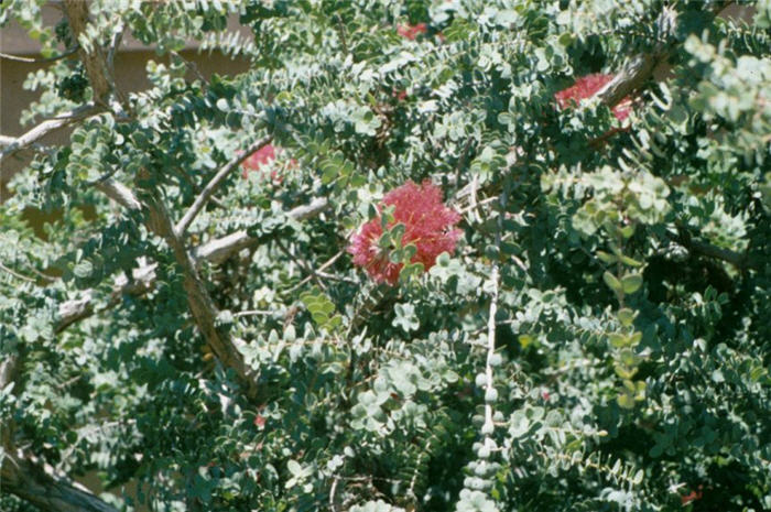 Granite Bottlebrush or Honey-Myrtle