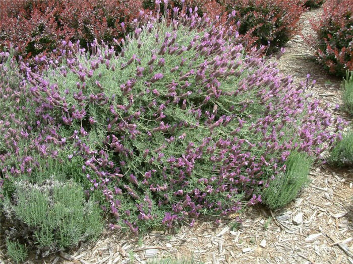 Lavandula stoechas p. 'Otto Quast'