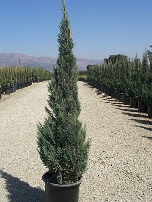 Blue Point Columnar Juniper