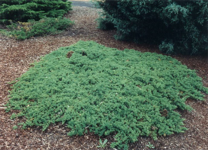 Japanese Garden Juniper