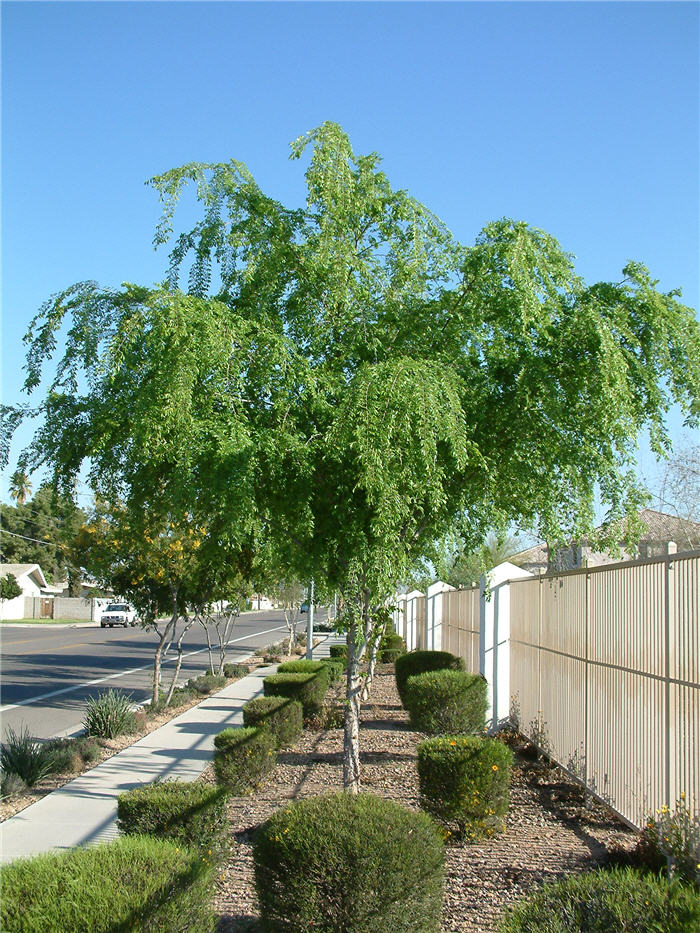 Chinese Elm, Chinese Evergreen Elm