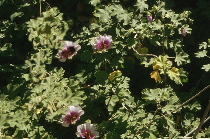 Plant photo of: Lavatara maritima