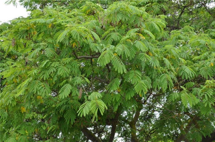 Plant photo of: Albizia julibrissin