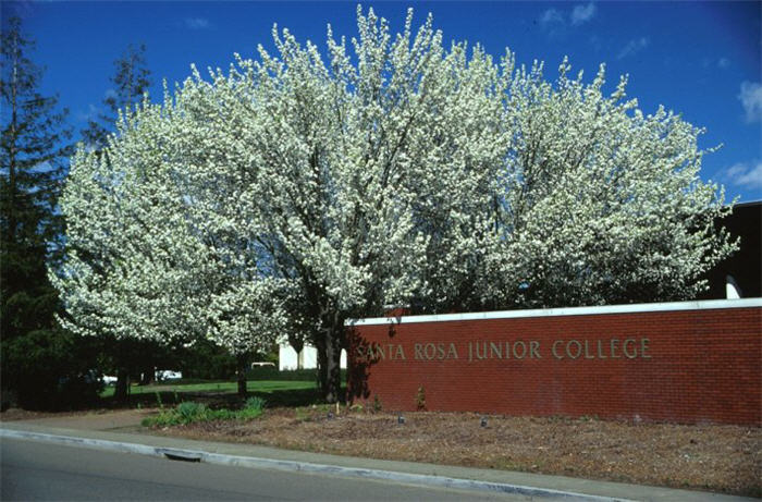 Plant photo of: Pyrus calleryana 'Bradford'