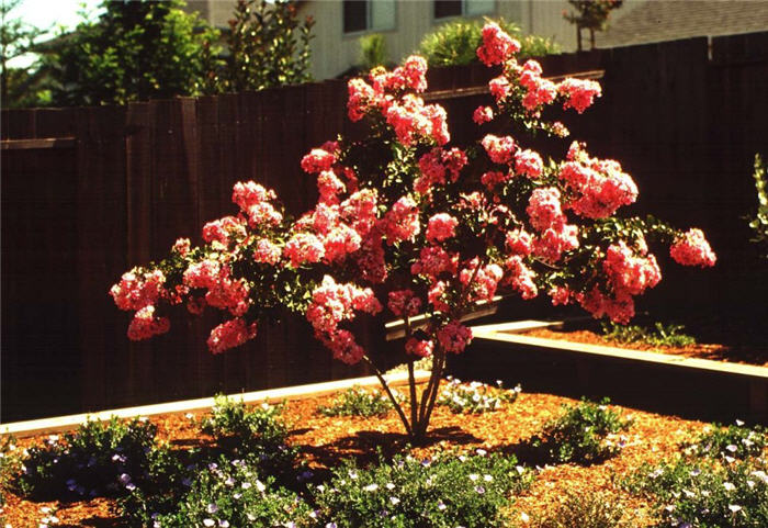 Potomac Pink Crape Myrtle