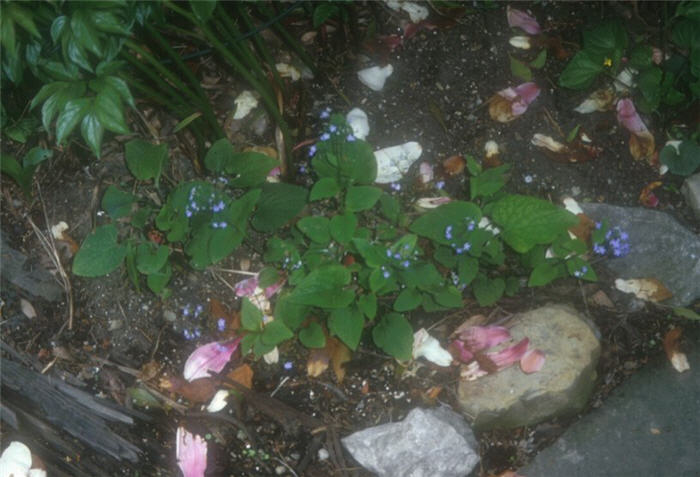 Brunnera macrophylla