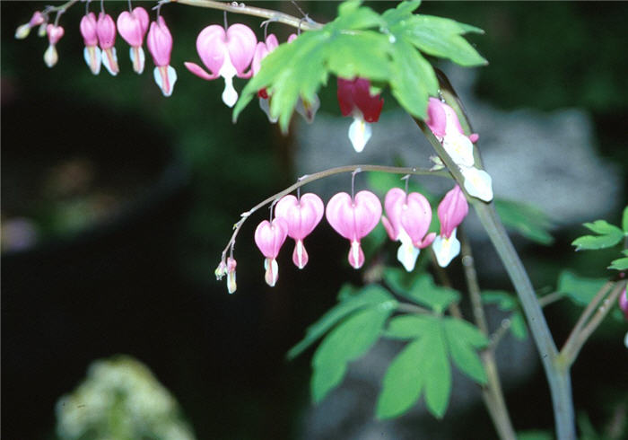 Common Bleeding Heart