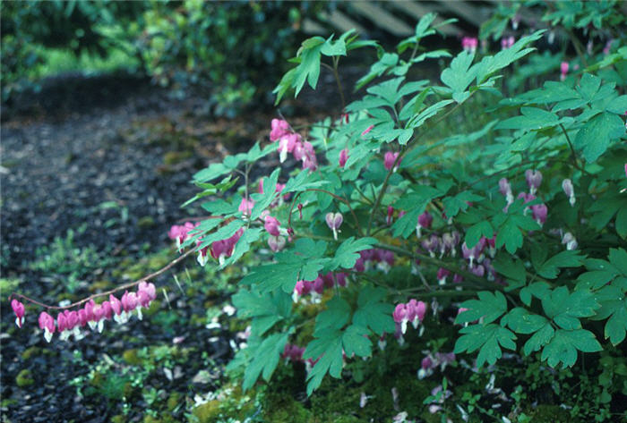 Plant photo of: Dicentra spectabilis