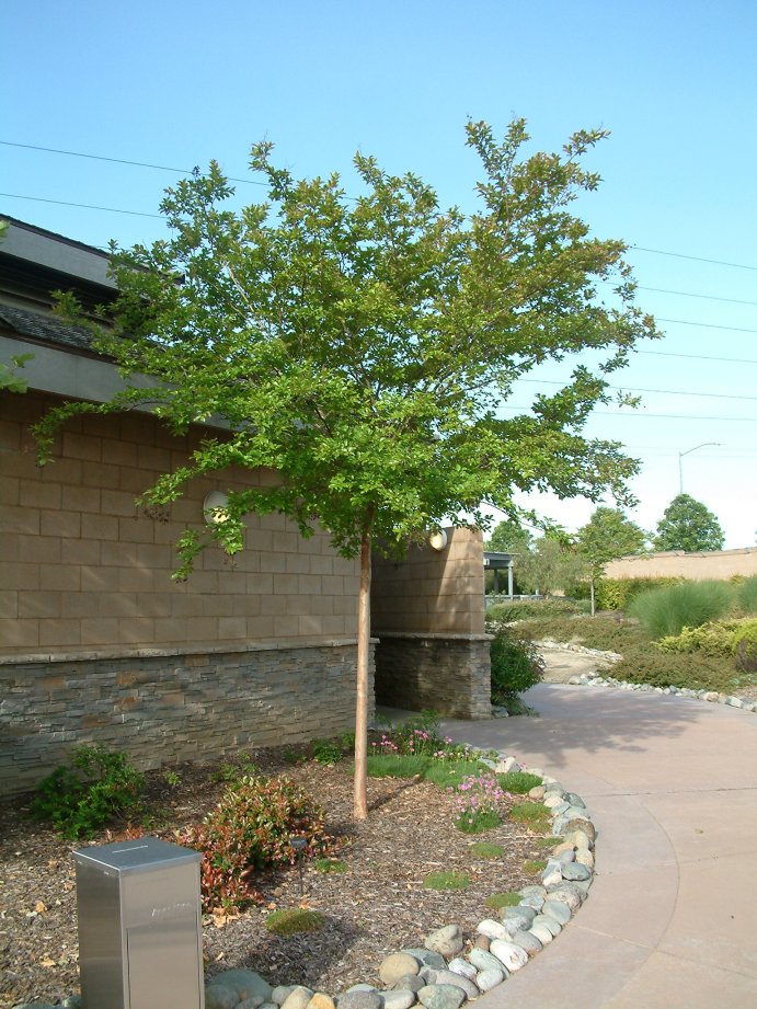 Crape Myrtle