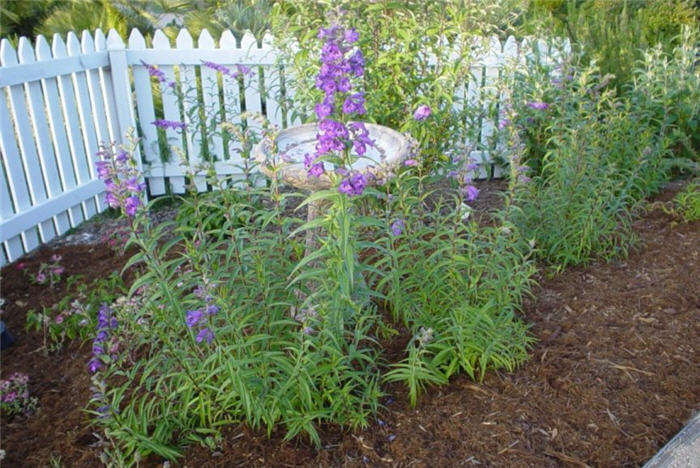 Plant photo of: Penstemon hybrids (assorted)