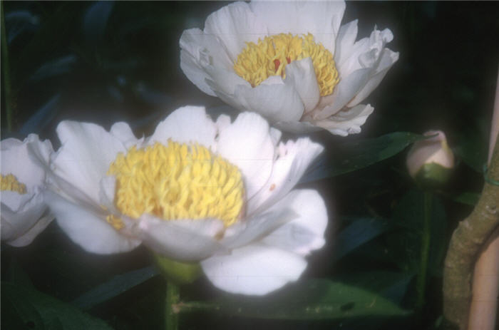 Japanese Tree Peony