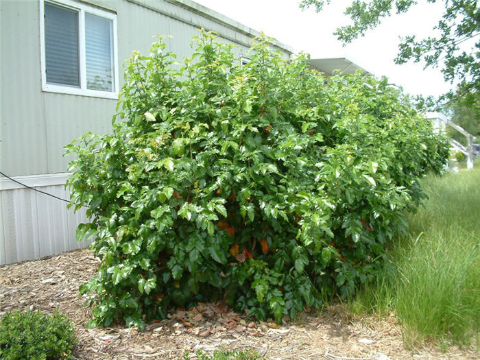 Berberis aquifolium