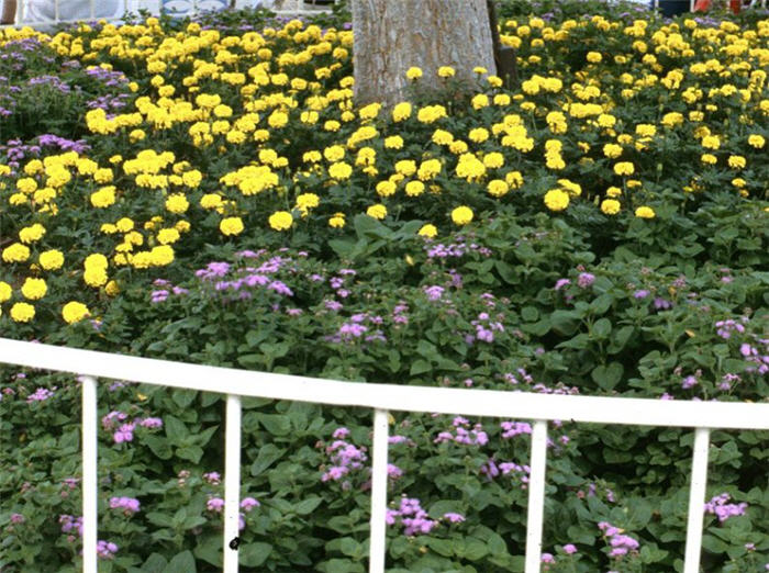 Plant photo of: Ageratum houstonianum