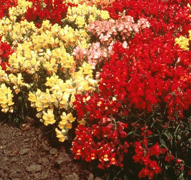 Plant photo of: Antirrhinum majus