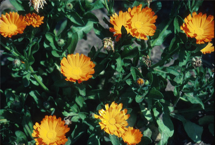 Calendula officinalis