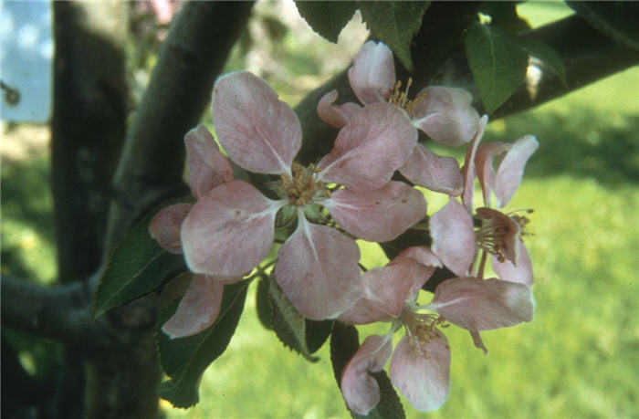 Hopa Old-Fashioned Crabapple