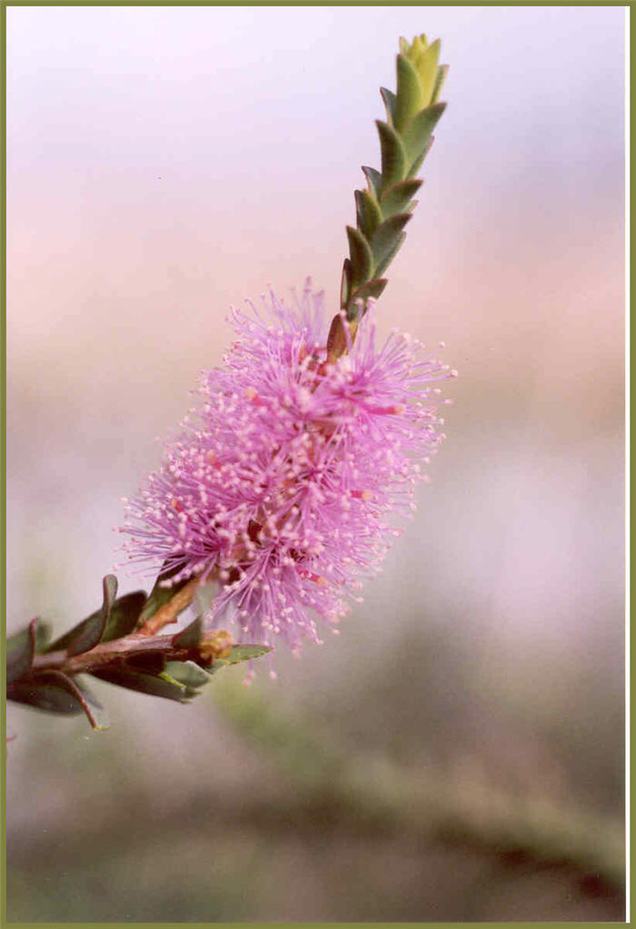 Totem Poles or Lilac Melaleuca