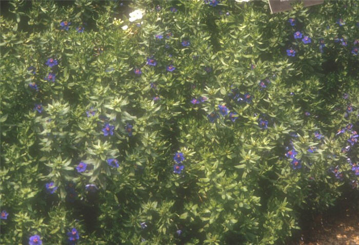 Plant photo of: Anagallis arvensis