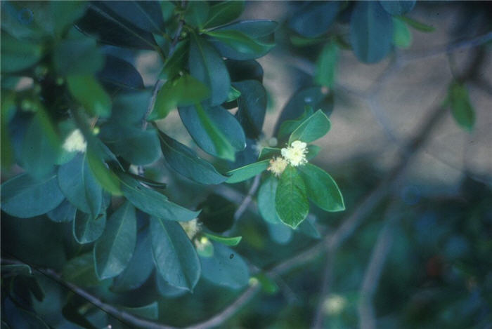 Plant photo of: Psidium cattleianum