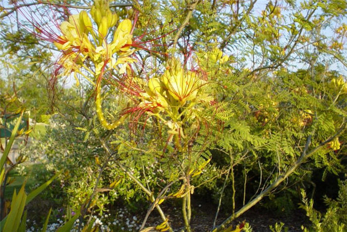 Yellow Bird Of Paradise