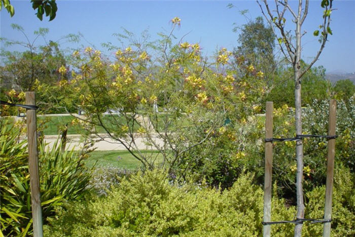 Plant photo of: Caesalpinia gilliesii