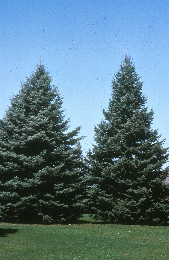 White Fir, Silver Fir