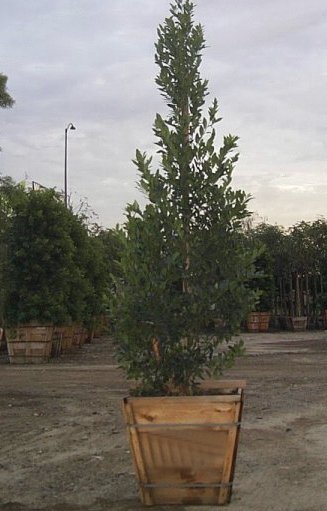 Plant photo of: Prunus caroliniana 'Compacta'