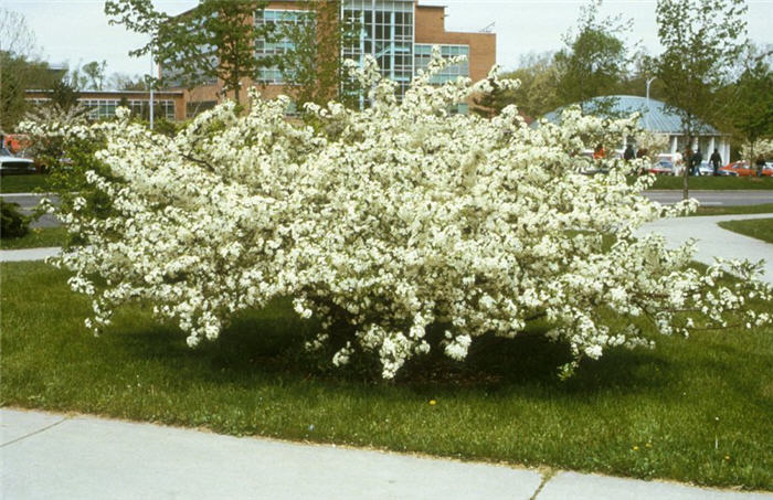 Sargent Crab Apple