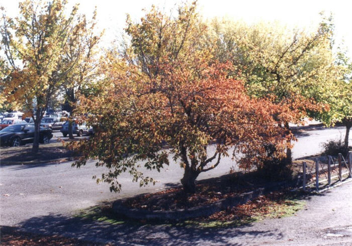 Acer tataricum ginnala