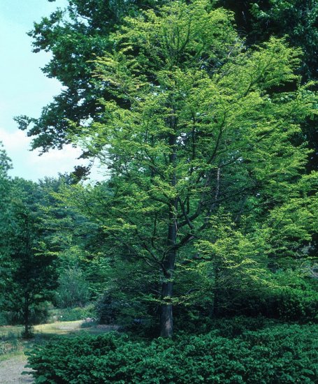 Bald or Swamp Cypress