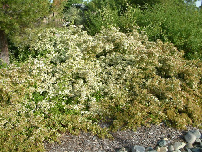 Pyracantha koidzumii 'Santa Cruz'